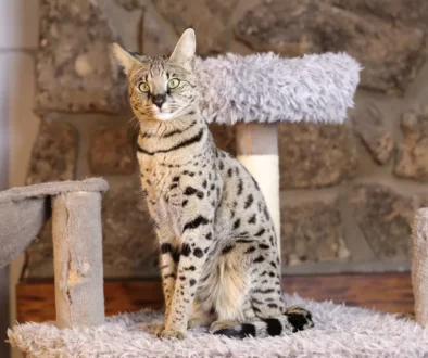 Tento domácí mazlíček má kořeny v divočině Savanová kočka v bytě