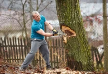 Nepovolené kácení se může velmi prodražit.