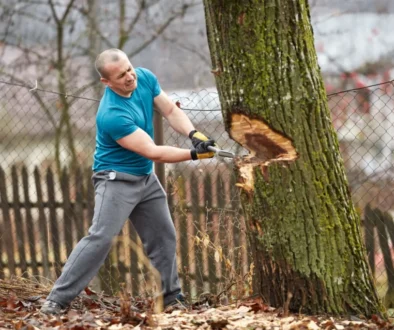 Nepovolené kácení se může velmi prodražit.