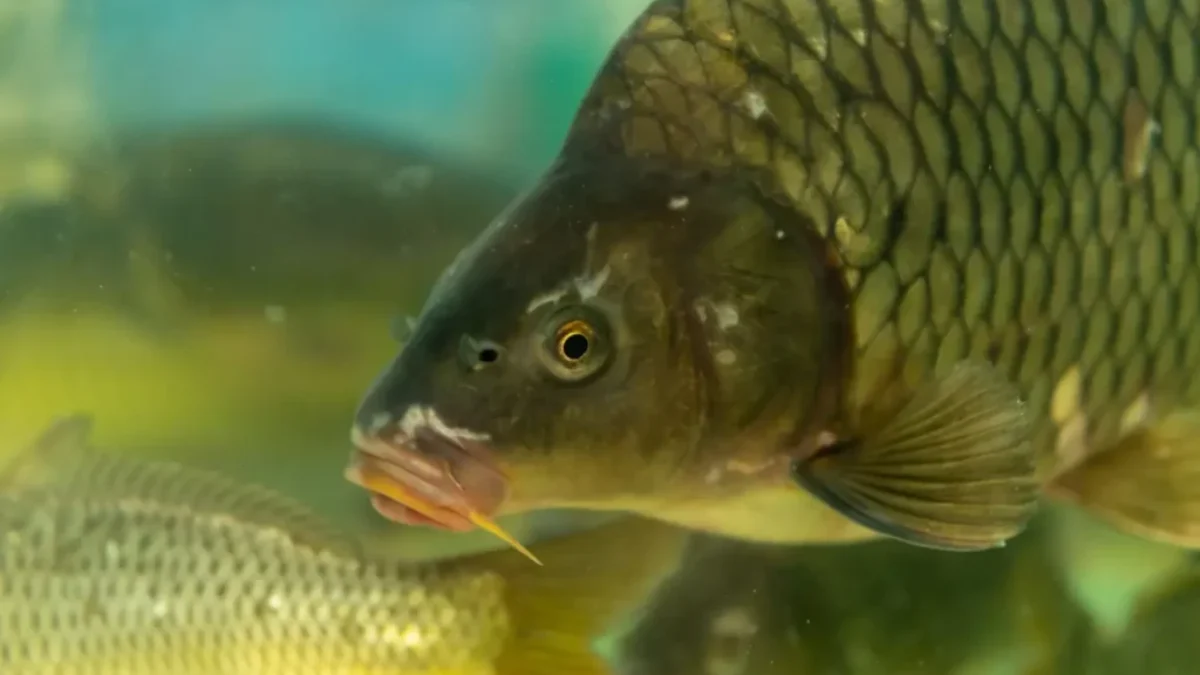 Detailní záběr živého kapra plujícího ve vodě