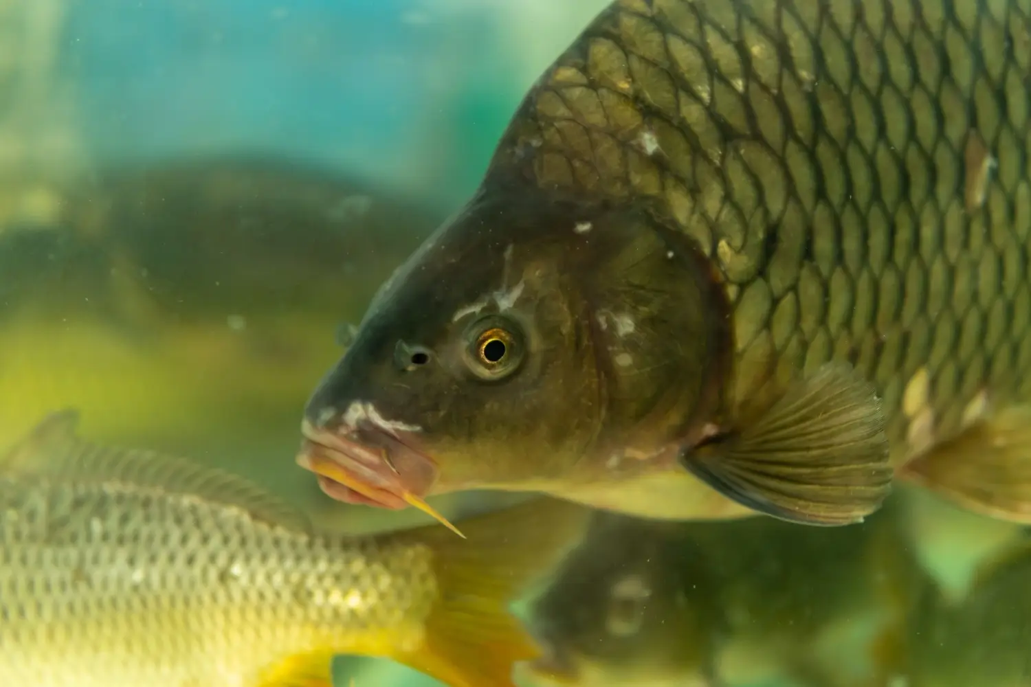 Jaký je hodinový příjem pouličního prodejce vánočních kaprů: Když to zjistíte, začnete to dělat taky.